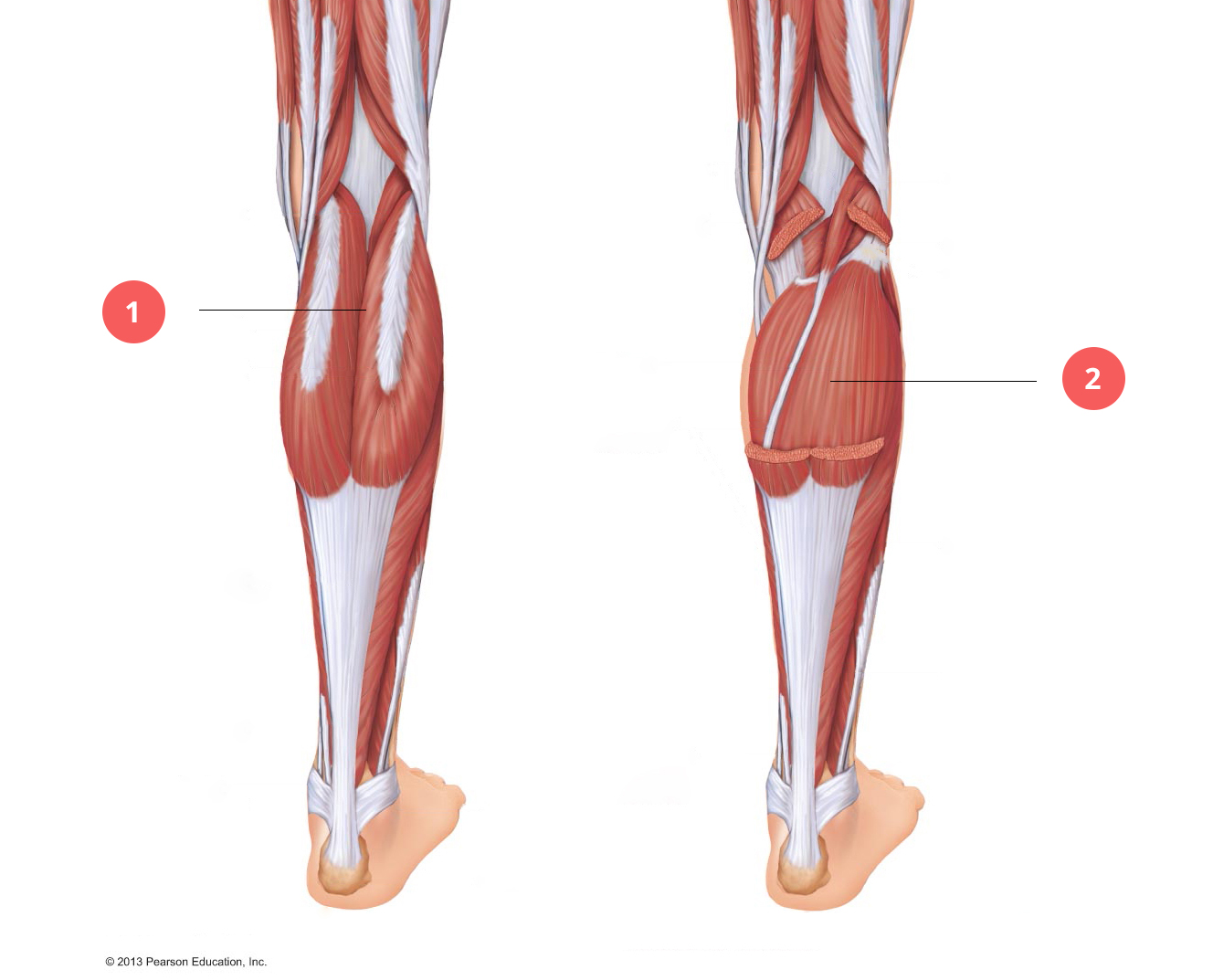 articulațiile și mușchii gambei durerea la șold dă stomacului
